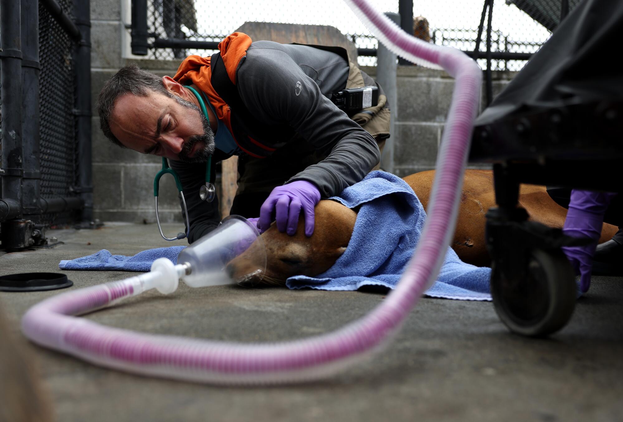 A veterinarian examines a sick sea lion.