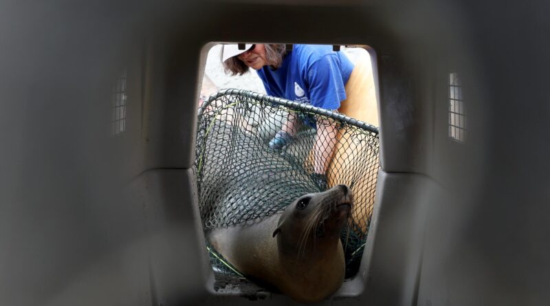 A woman with a net guides a sea lion into a crate.