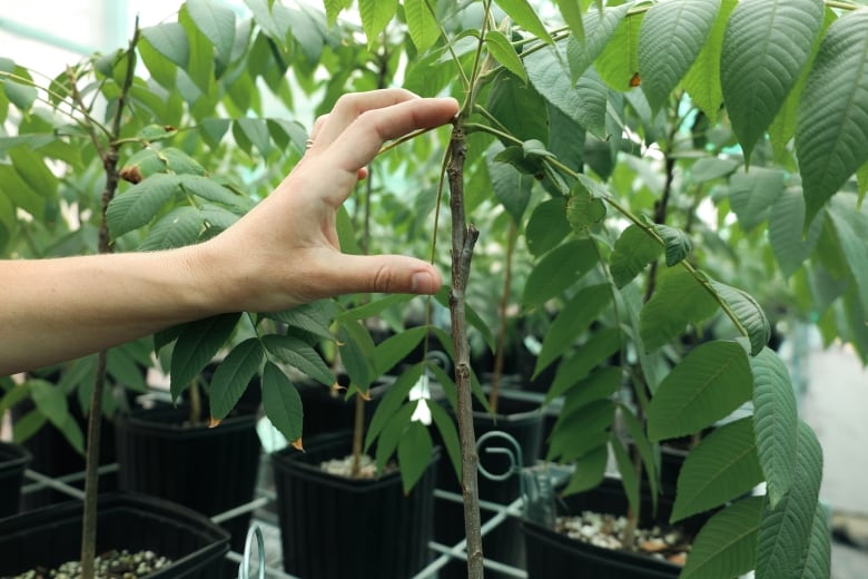 A hand points to a small part of a young tree seedling in a black pot surrounded by small seedlings.