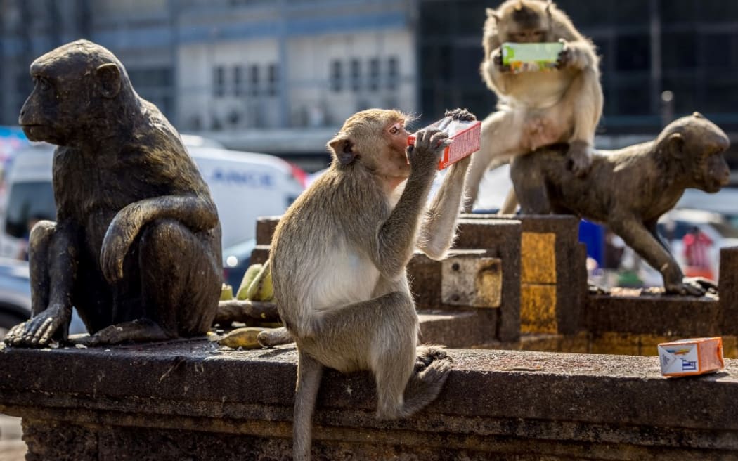 Macaque monkeys drink from juice boxes next to monkey statues outside the Phra Prang Sam Yod temple during the annual Monkey Buffet Festival in Lopburi province, north of Bangkok on November 28, 2021. (Photo by Jack TAYLOR /AFP)