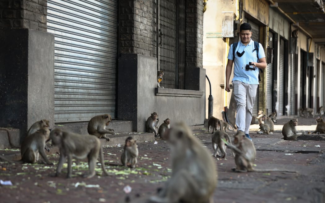 A man walks past monkeys in front of the Prang Sam Yod temple during the annual Monkey Buffet Festival in Lopburi province, north of Bangkok on November 29, 2020. (Photo by Jack TAYLOR/AFP)