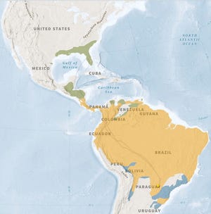 This animation shows the path of a single-tailed kite as it heads south. The green areas show the summer species of the species, the blue color shows the winter, and the yellow represents its year-round species.