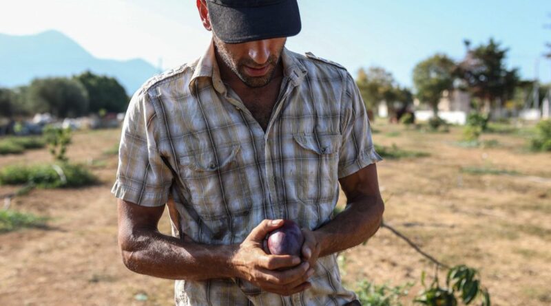 Growing mangoes in Greece is the latest dramatic test of climate change as droughts become the norm