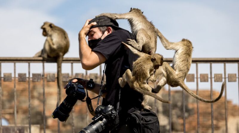 Macaque monkeys climb on a poster at the Phra Prang Sam Yod temple during the annual Monkey Buffet Festival in Lopburi province, north of Bangkok on November 28, 2021. (Photo by Jack TAYLOR /AFP)