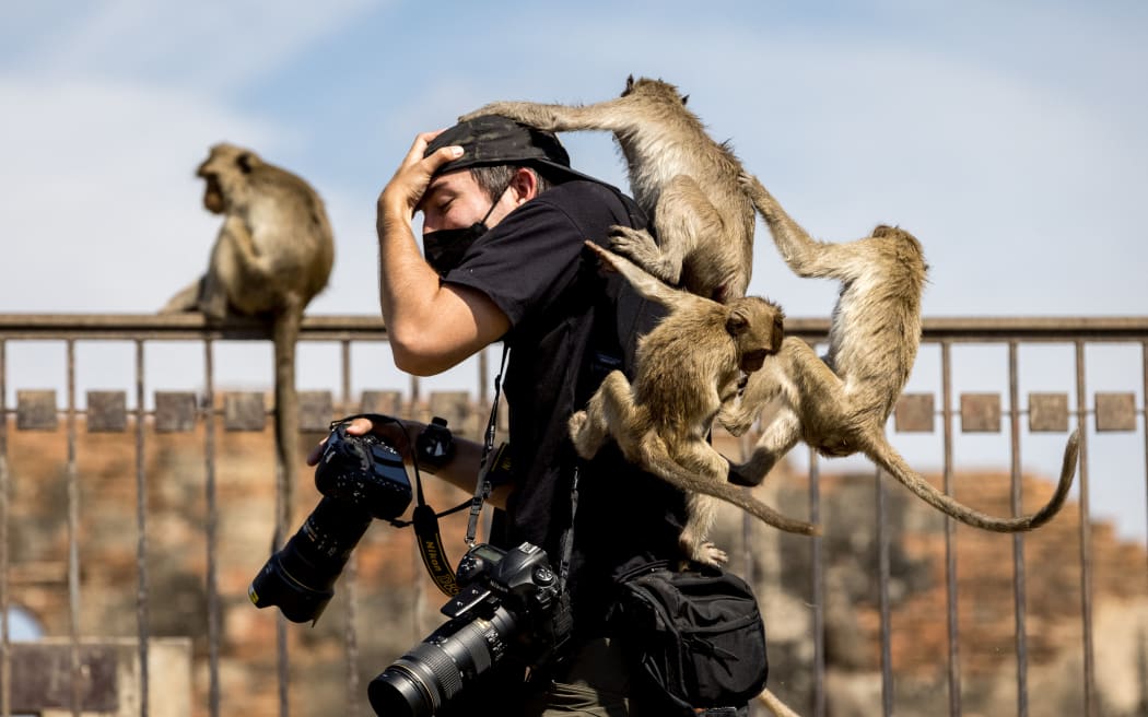 Macaque monkeys climb on a poster at the Phra Prang Sam Yod temple during the annual Monkey Buffet Festival in Lopburi province, north of Bangkok on November 28, 2021. (Photo by Jack TAYLOR /AFP)