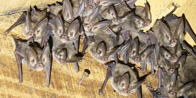 The largest MS Bat Working Group has a dozen bats in Adams County, nearby - Mississippi's Best Community Newspaper