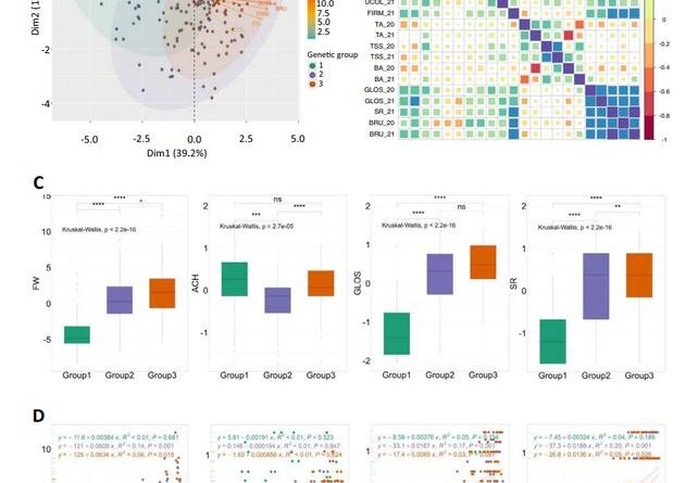 Phenotypic changes across the three genetic groups of the panel.