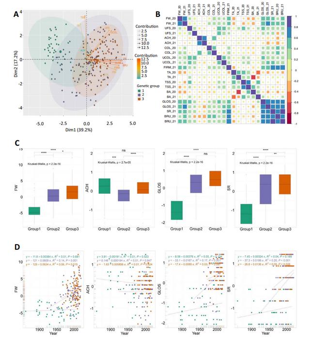 Phenotypic changes across the three genetic groups of the panel.